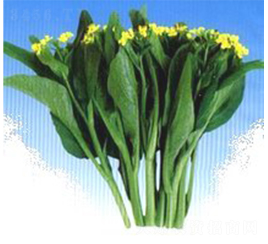 ����-��̦�N��-���N