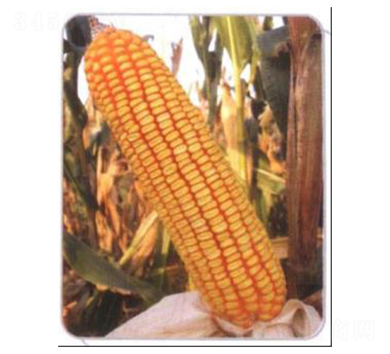 LZ01-���׷N��-���N