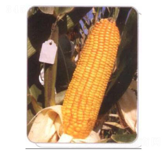 LZ02-���׷N��-���N