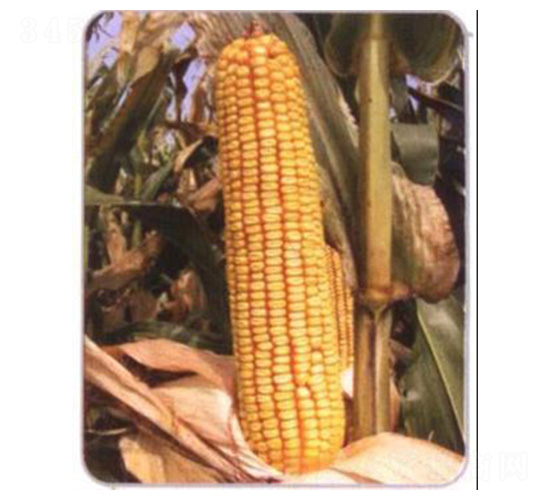 LZ03-玉米種子-魯種