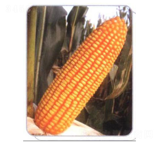 LZ07-玉米種子-魯種