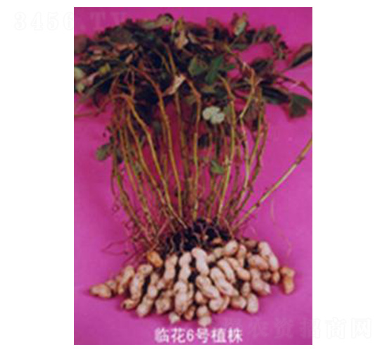 �R����̖(h��o)-�����N��-���N