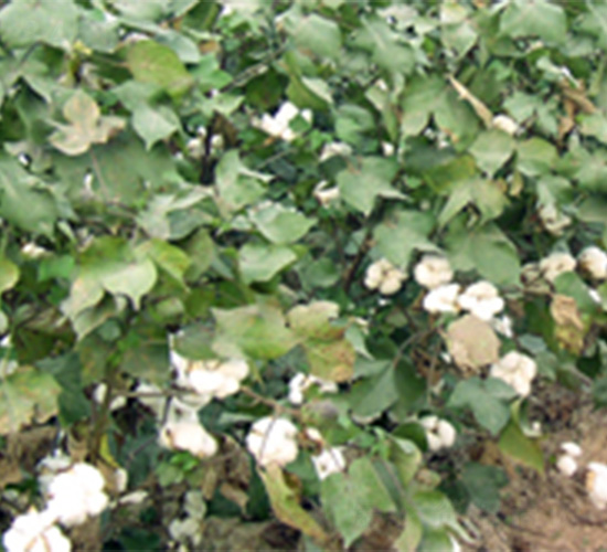 魯種棉169-棉花種子-魯種