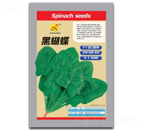 黑蝴蝶-菠菜種子-昊晟種業(yè)