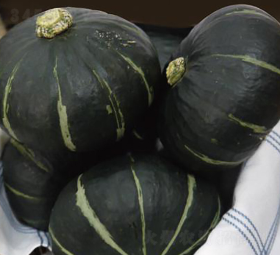 貝布萊德-南瓜種子-井田農(nóng)業(yè)