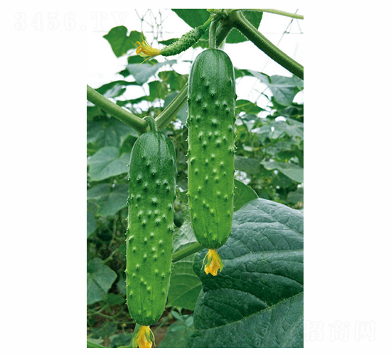 巴碧特F1-黃瓜種子-昊晟種業(yè)