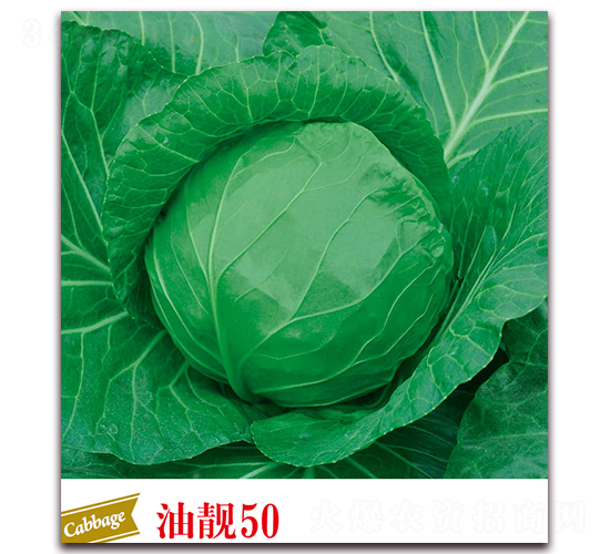 ���n50-���{�N��-����