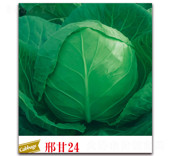 �ϸ�24-���{(l��n)�N��-����