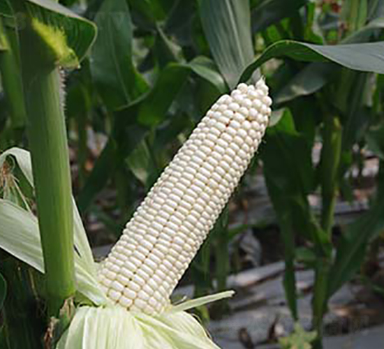 �L��108Ŵ���ף��ظ��ͣ�-Ŵ���׷N��-����r(n��ng)�I(y��)