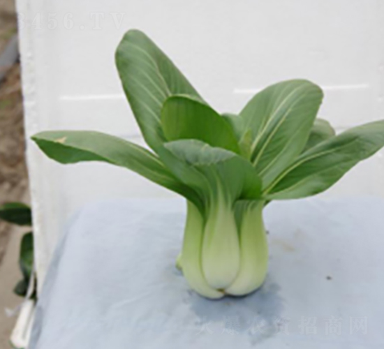 中箕605-青梗菜種子-申耕農(nóng)業(yè)