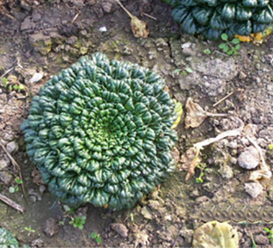 С���~����-�๣�˷N��-����r�I(y��)