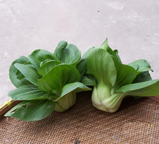 特矮青菜-青梗菜種子-申耕農(nóng)業(yè)