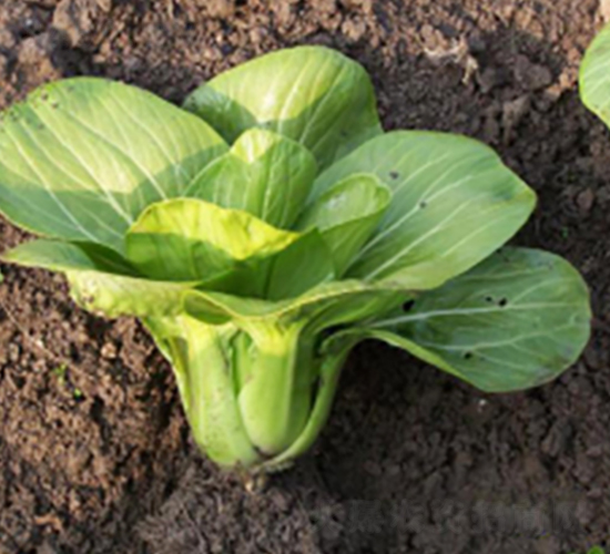 ������-�๣�˷N��-����r(n��ng)�I(y��)