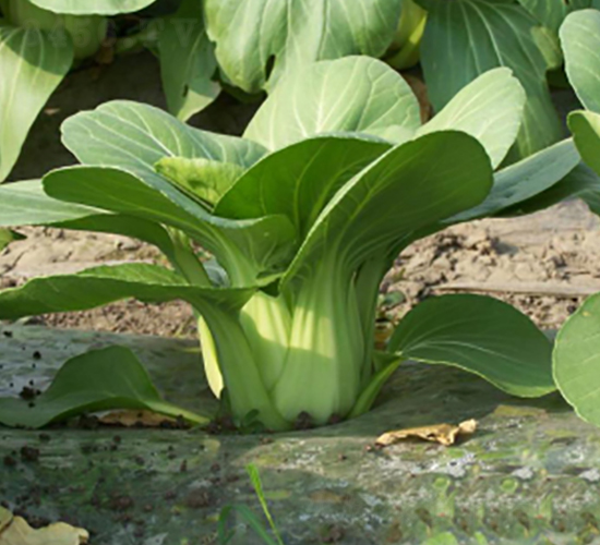 ������-�๣�˷N��-����r(n��ng)�I(y��)