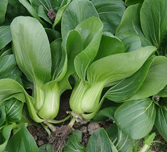 ��(gu��)��518-�๣�˷N��-����r(n��ng)�I(y��)