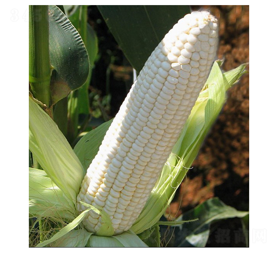 ��Ŵһ̖-Ŵ���׷N��-�A�߷N�I(y��)