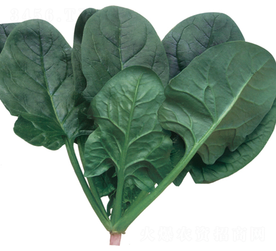 蒼龍-菠菜種子-華蔬種業(yè)