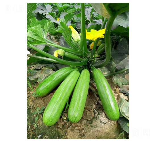 �̽��G-�����J�N��-�A�߷N�I(y��)