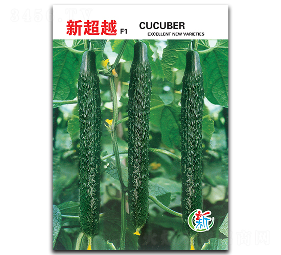新超越-黃瓜種子-華蔬種業(yè)