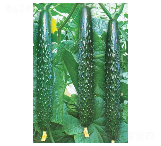 津秀-黃瓜種子-華蔬種業(yè)