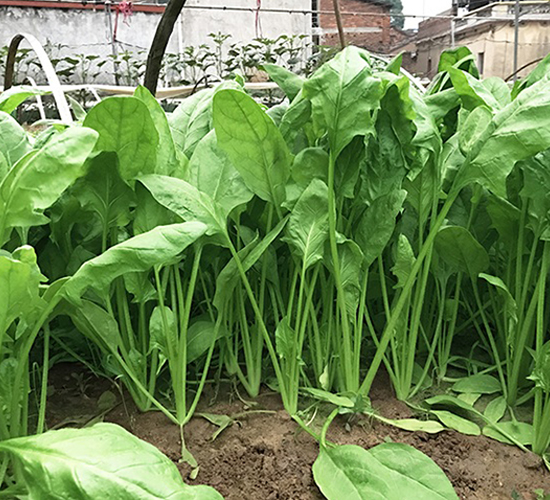 華峰-菠菜種子-順成