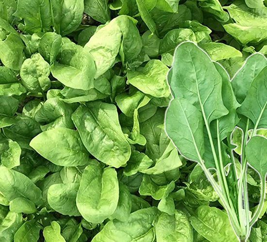 杉莉丹麥-菠菜種子-順成