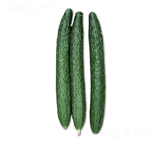 陸虎2號(hào)-黃瓜種子-順成