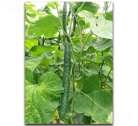 陸虎235-黃瓜種子-順成