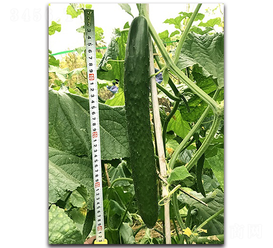 ꑻ�-�S�ϷN��-혳�