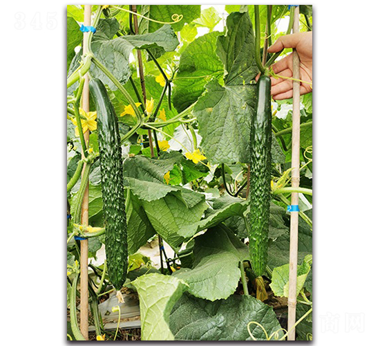 ����-�S�ϷN��-혳�