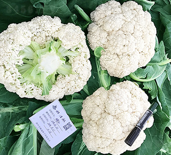 �_������80���ɻ�-��Ҭ�˷N��-혳�