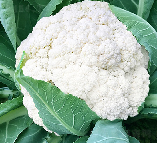 臺灣明星68天松花-花椰菜種子-順成