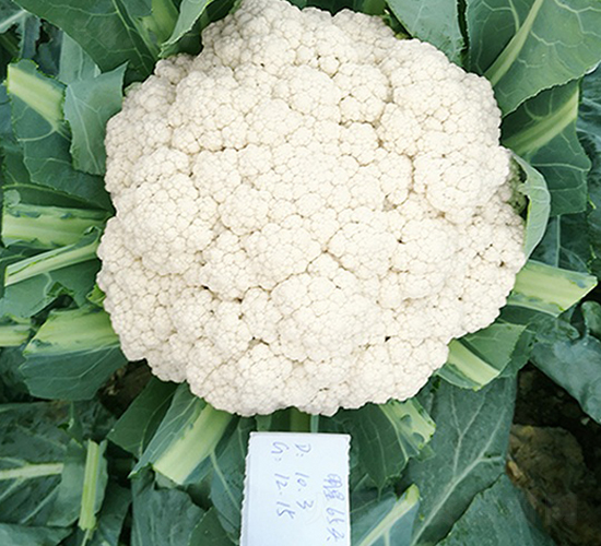 臺(tái)灣明星65天松花-花椰菜種子-順成