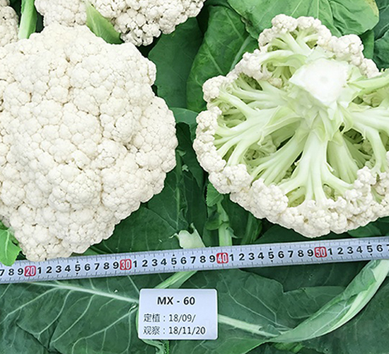 臺灣明星60天松花-花椰菜種子-順成