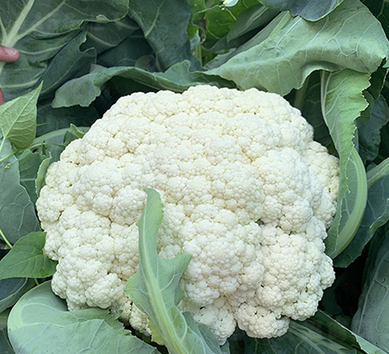 福美樂(lè)65天松花-花椰菜種子-順成