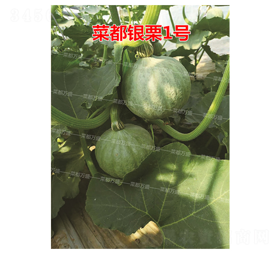 菜都銀栗1號-南瓜種子-菜都萬盛