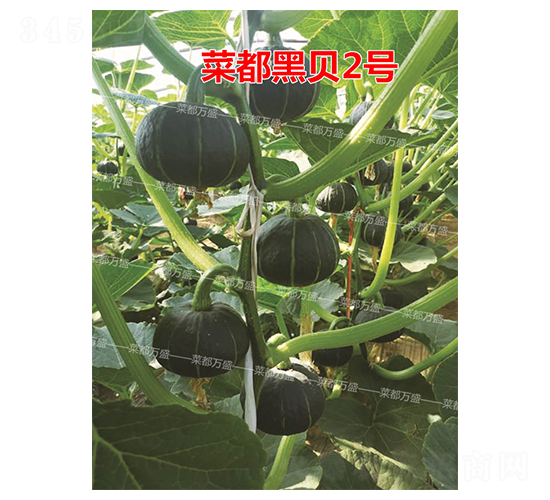 菜都黑貝2號(hào)-南瓜種子-菜都萬(wàn)盛