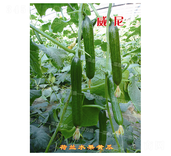 �f(w��n)ʢ����-�S�ϷN��-�˶��f(w��n)ʢ