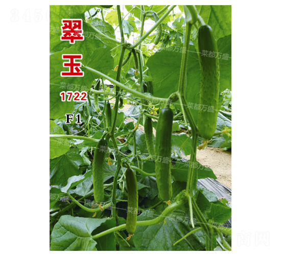 翠玉1722-黃瓜種子-菜都萬盛