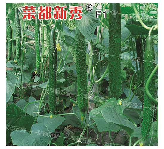 菜都新秀-黃瓜種子-菜都萬(wàn)盛