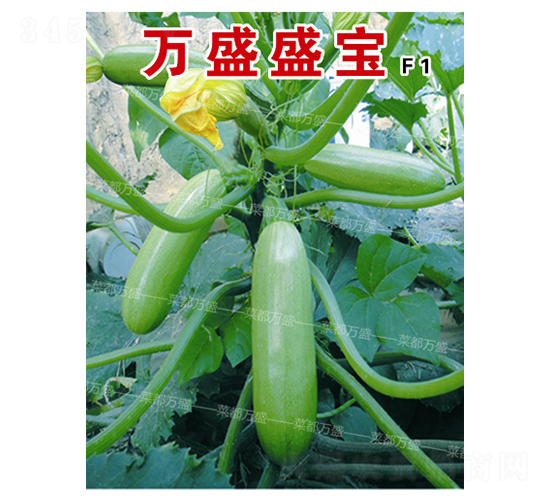 �fʢʢ��-�����J�N��-�˶��fʢ