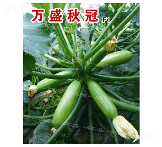 �fʢ���-�����J�N��-�˶��fʢ