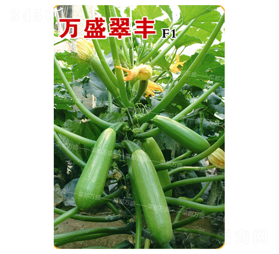 �f(w��n)ʢ���S-�����J�N��-�˶��f(w��n)ʢ