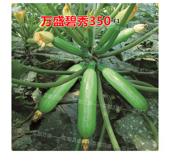 �f(w��n)ʢ����350-�����J�N��-�˶��f(w��n)ʢ