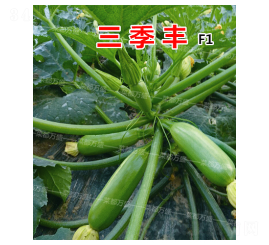 �����S-�����J�N��-�˶��fʢ