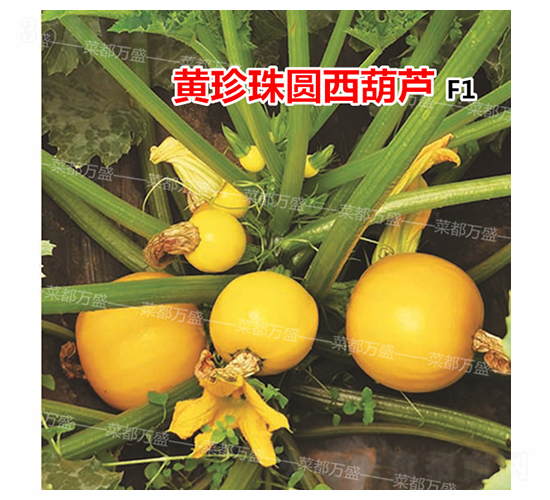 �S����-�����J�N��-�˶��fʢ