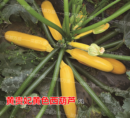 �S�F��-�����J�N��-�˶��f(w��n)ʢ