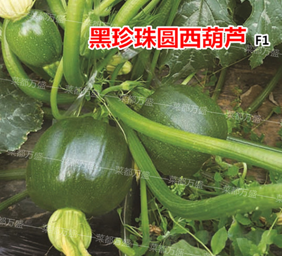 ������-�����J�N��-�˶��fʢ