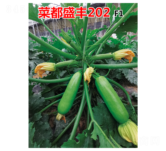 �˶�ʢ�S202-�����J�N��-�˶��f(w��n)ʢ