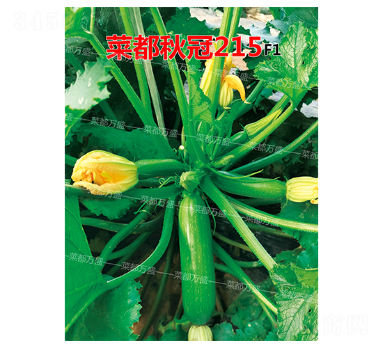 �˶����215-�����J�N��-�˶��f(w��n)ʢ